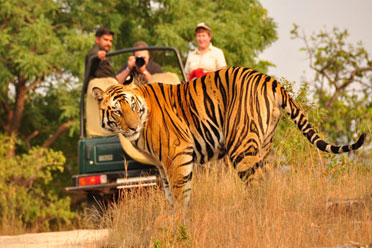 Rajasthan wildlife luxury car tour